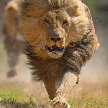 ¿ Corre usted más que un león ?