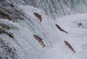 salmones remontando la corriente
